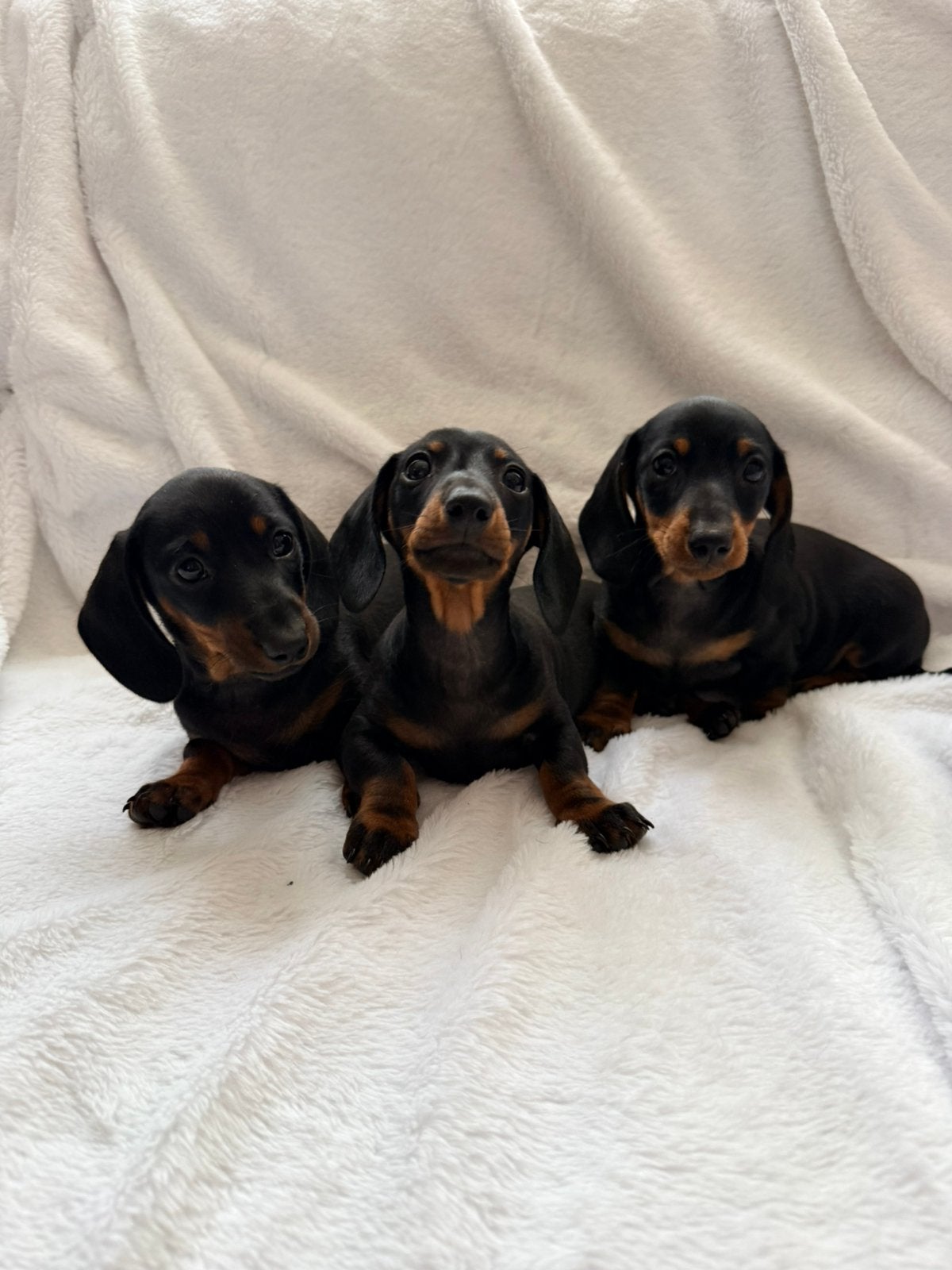 kaninchen/ dwerg teckel mogen het nest verlaten, Kaninchen, Parvo, Reu, 8 tot 15 weken