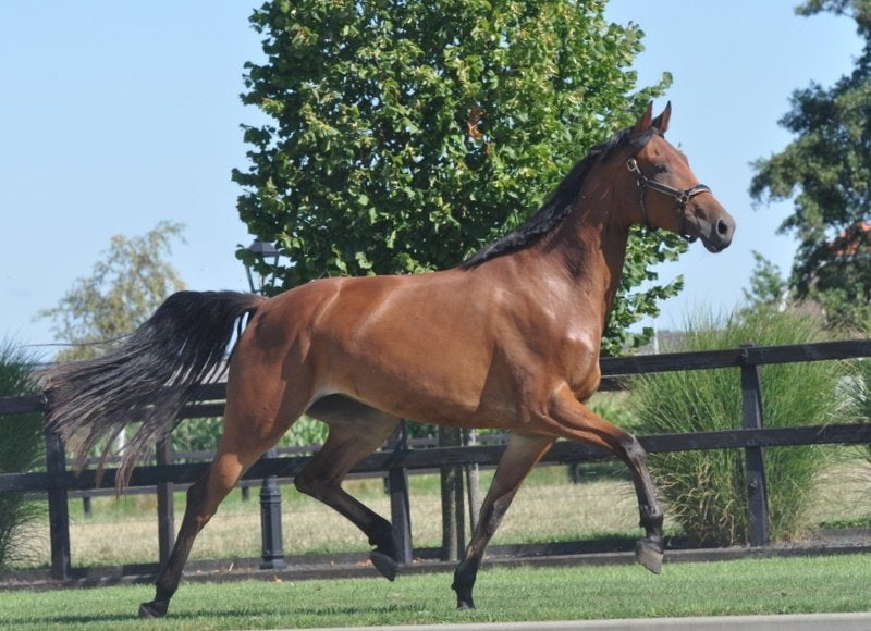 3 jarige merrie V.LLoyd, Merrie, Met stamboom, Dressuurpaard, Onbeleerd