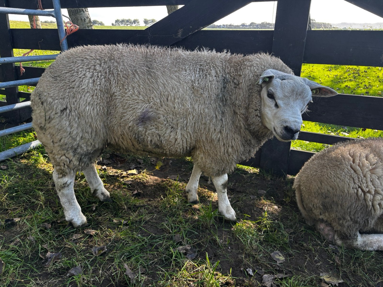 3 jonge dekrammen Texelaar, Mannelijk, Schaap, 0 tot 2 jaar
