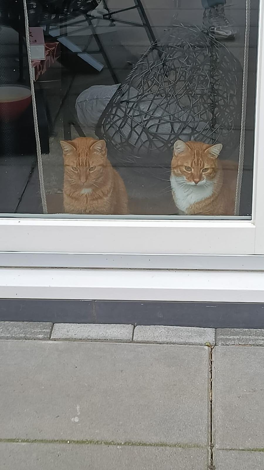 2 rode katers, Dieren en Toebehoren, Kater
