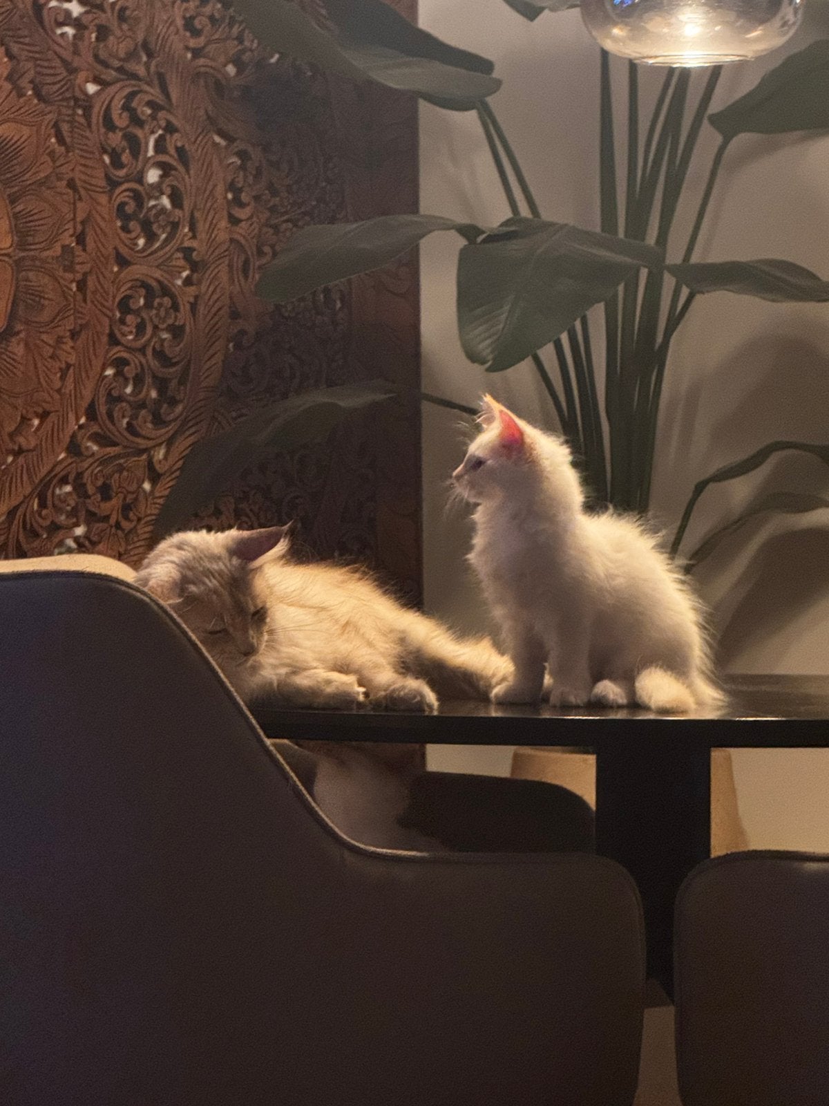 Main coon x kittens, Dieren en Toebehoren, Katten en Kittens | Raskatten | Langhaar, Poes, Ontwormd