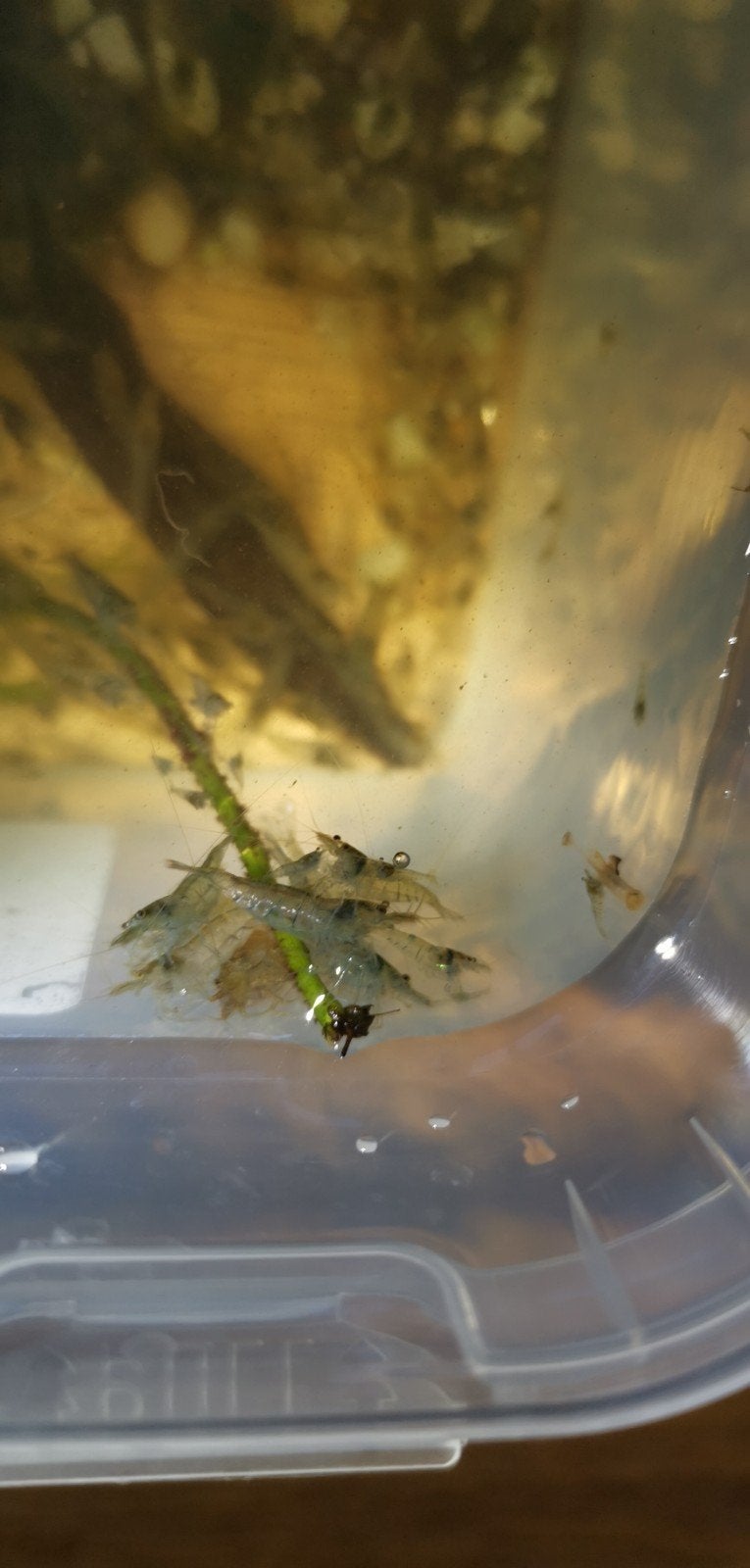 Neocaridina garnalen, Dieren en Toebehoren, Vissen | Aquariumvissen, Kreeft, Krab of Garnaal
