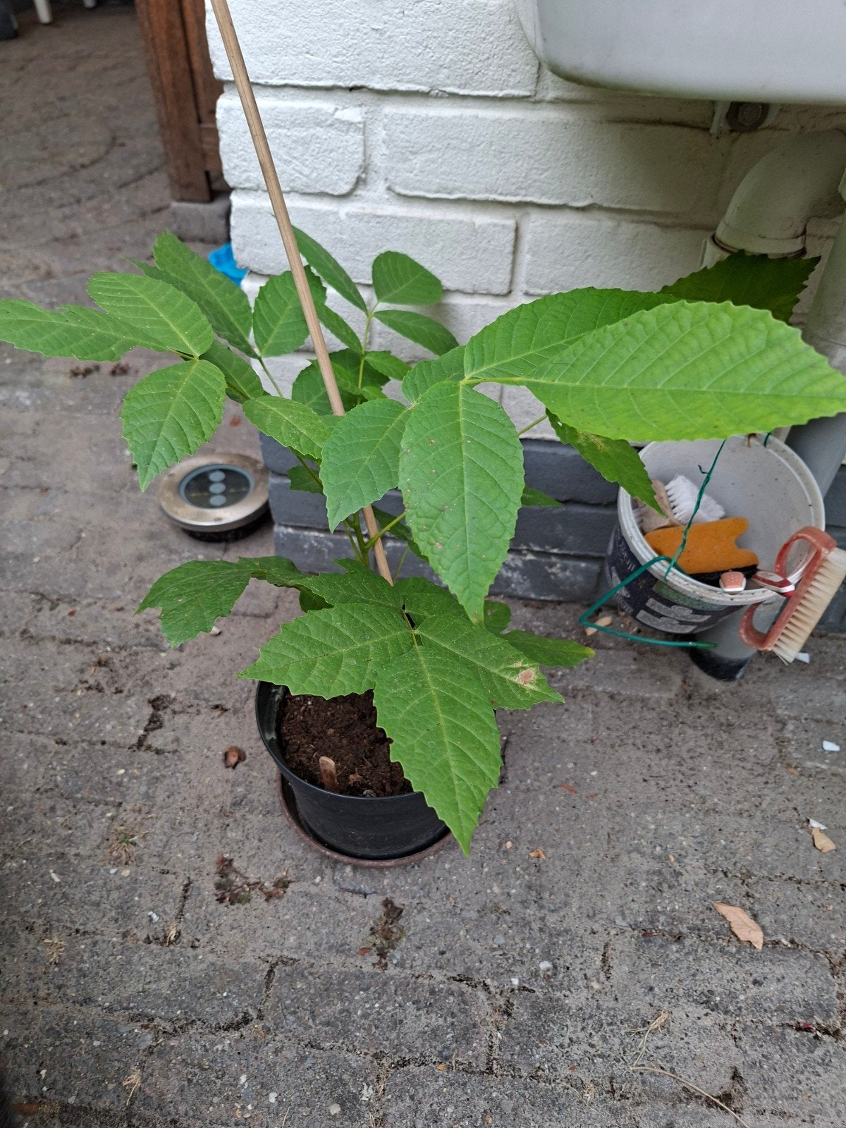Walnoot boompjeJuglans Regia, Ophalen, Minder dan 100 cm, Overige soorten, Zomer