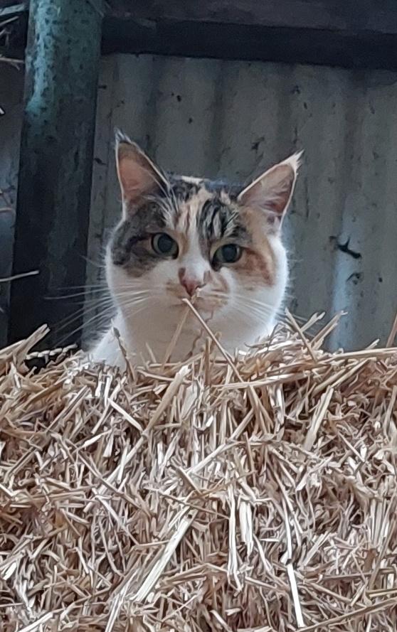 maine coon/ europees korthaar poes, Dieren en Toebehoren, Katten en Kittens | Raskatten | Langhaar, Poes, Gechipt, 3 tot 5 jaar