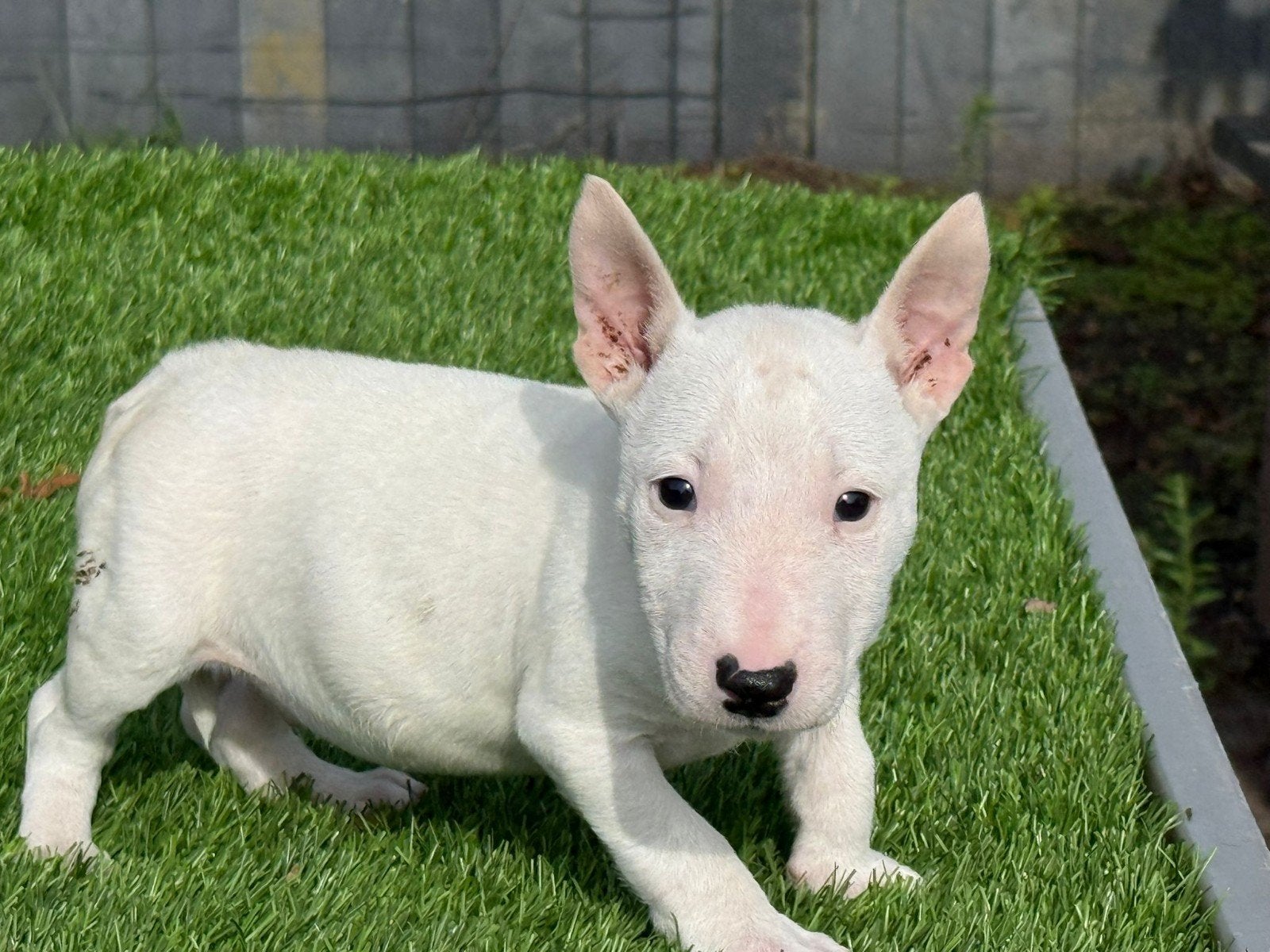 Te koop Mini Bullterriër pup, Nederland, 8 tot 15 weken, Teef, Eén hond