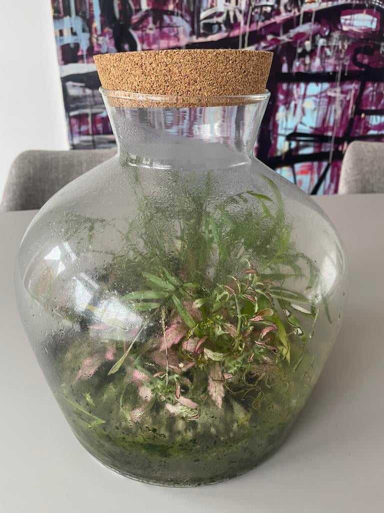 Terrarium ecosysteem - glas, Ophalen of Verzenden, Halfschaduw, Minder dan 100 cm