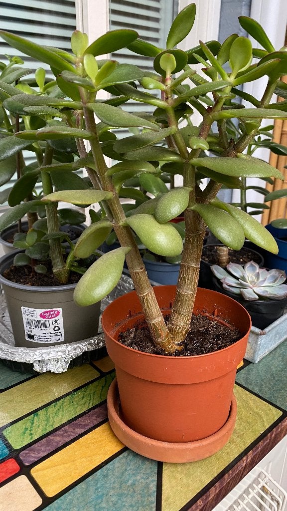 Diverse vetplanten en Crassula ovata (Jadeplant), Vetplant, In pot, Minder dan 100 cm, Halfschaduw