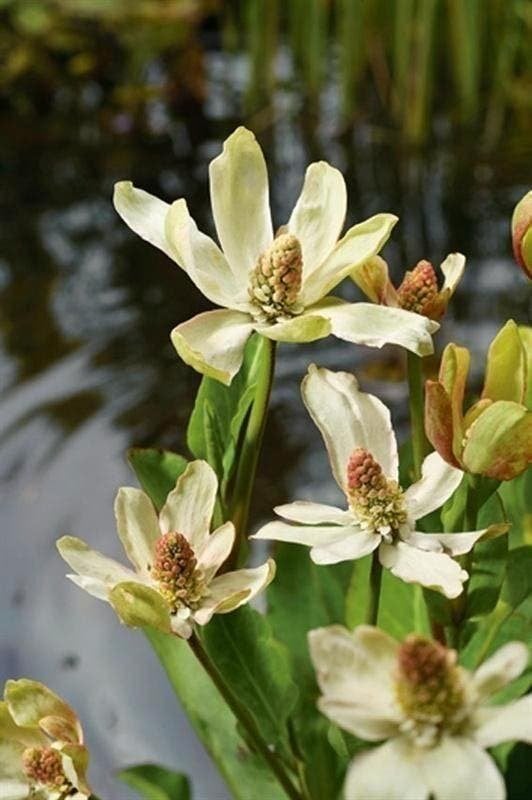 vijverplanten, bloeiende planten voor de vijverrand,, Tuin en Terras, Planten | Tuinplanten, Volle zon, Vaste plant, Ophalen of Verzenden