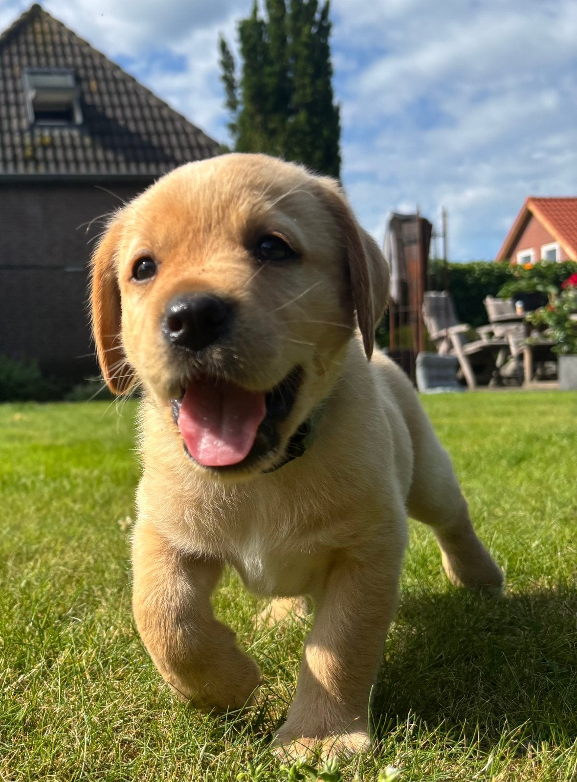 Prachtige Blonde Labrador Pups, Dieren en Toebehoren, Parvo, 8 tot 15 weken, Labrador retriever, Meerdere