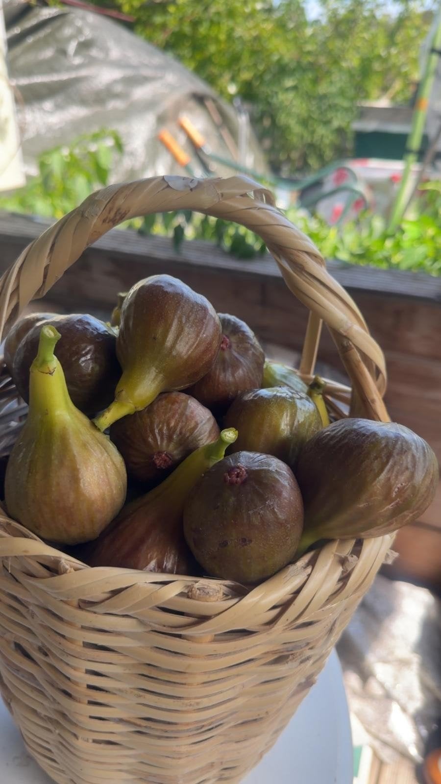 Heerlijke verse vijgen, Tuin en Terras, Ophalen of Verzenden, Minder dan 100 cm, Overige soorten, Zomer