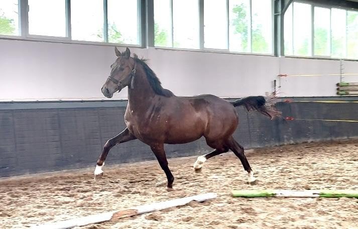 Jazz 4 jarige ruin, Dieren en Toebehoren, Paarden, Ruin, Dressuurpaard, Zadelmak, 3 tot 6 jaar