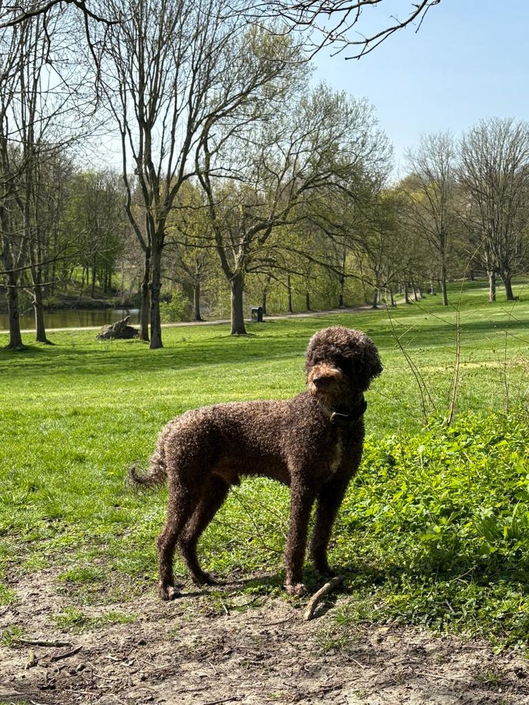Dek reu aangeboden labradoodle, Dieren en Toebehoren, Honden | Dekreuen, 6 jaar of ouder, Particulier, Reu, Buitenland