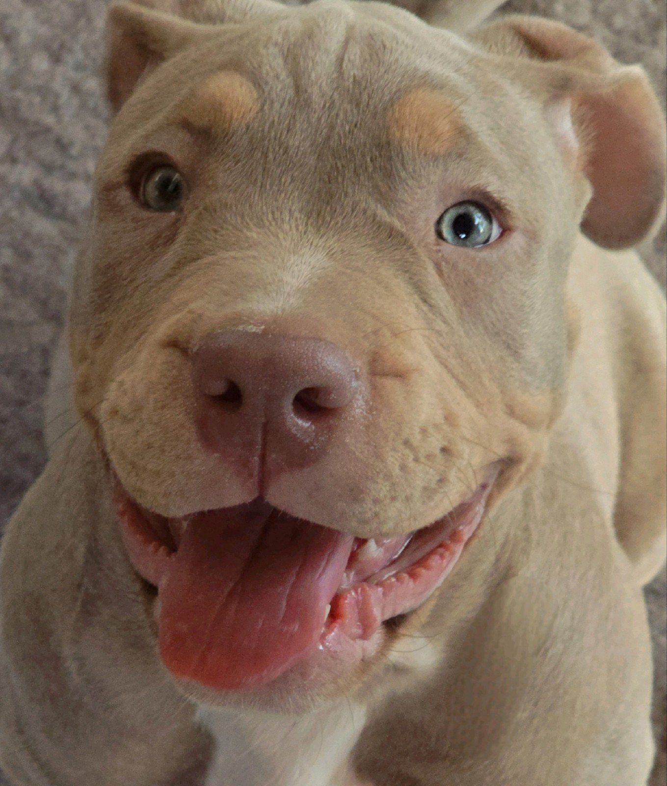 American Bully tri lilac color 10-04-'26, 15 weken tot 1 jaar, Overige rassen, Teef, Eén hond