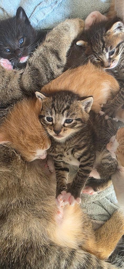 Super schattige kittens