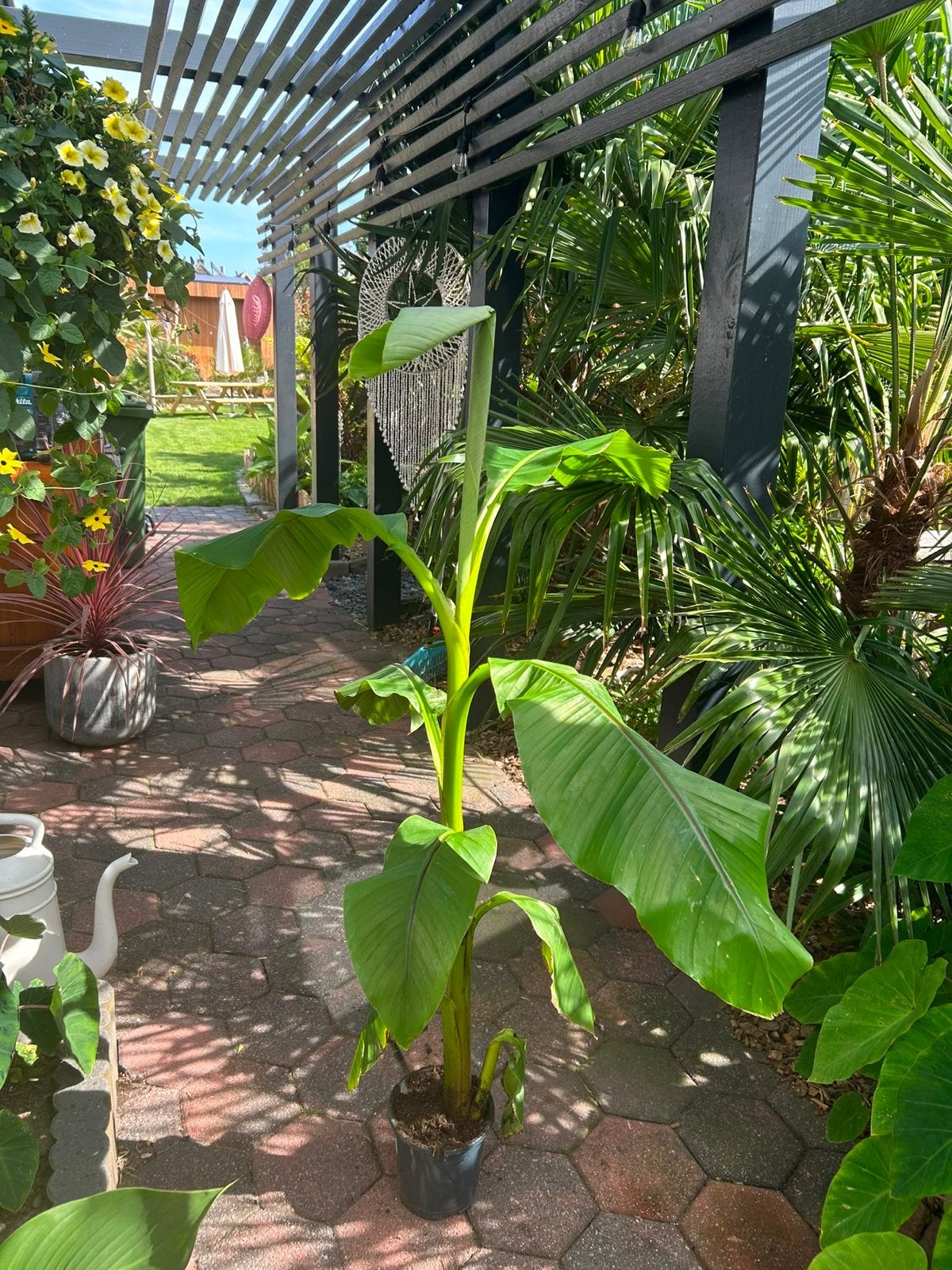 Bananenplant (Musa Basjoo) 1,5 tot 2,5 meter, Tuin en Terras, Planten | Tuinplanten, Volle zon, Vaste plant, Bloeit niet, Ophalen
