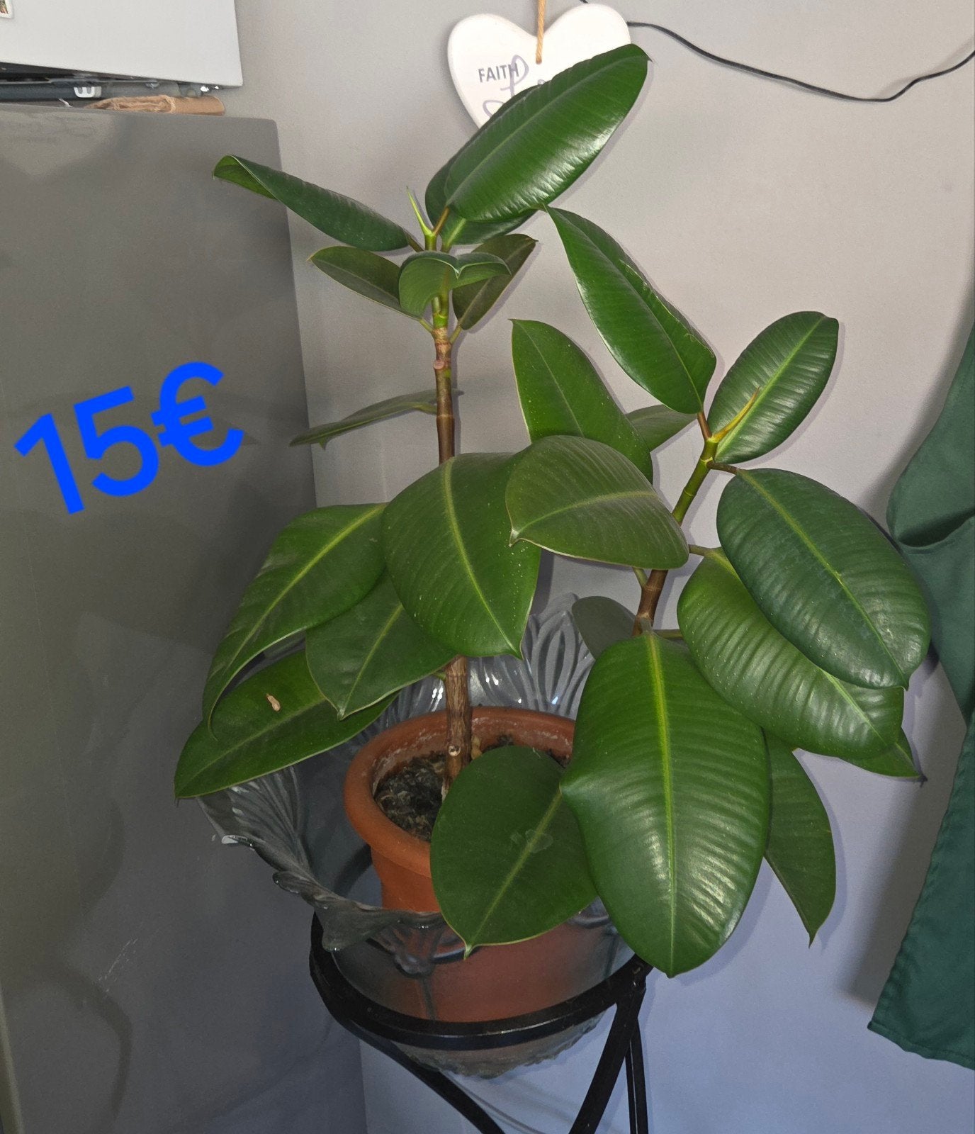 Foto 10 van ficus elastica