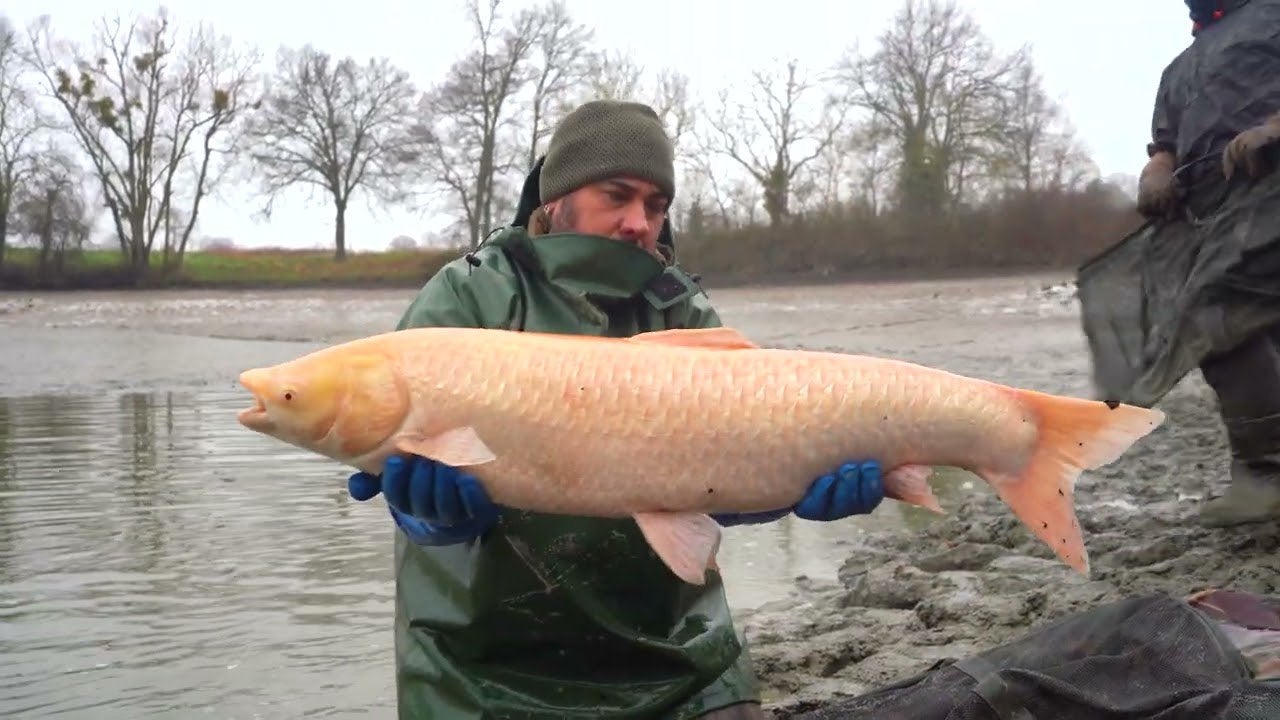 Albino graskarper gezocht, Dieren en Toebehoren, Karper of Koi