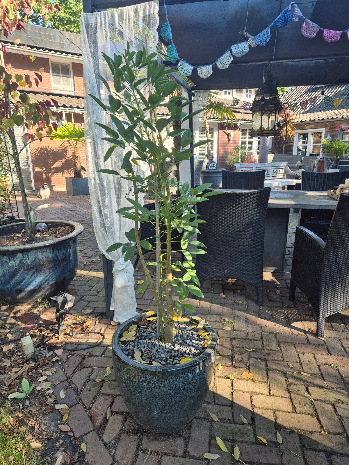 koraal boom, Volle zon, Vaste plant, Zomer, Ophalen