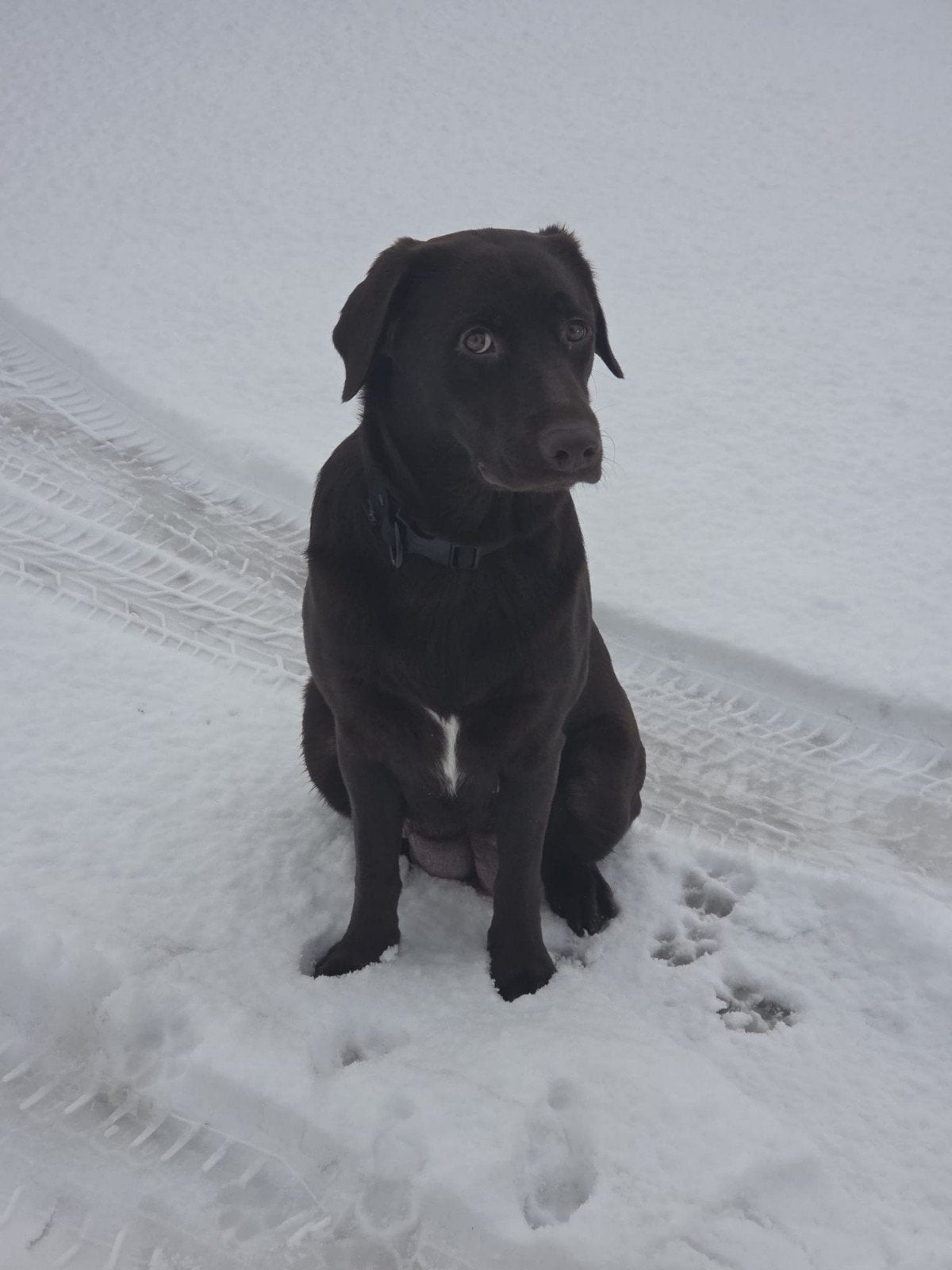 labrador x australian shepherd, 1 tot 2 jaar, Teef, Labrador retriever, Eén hond