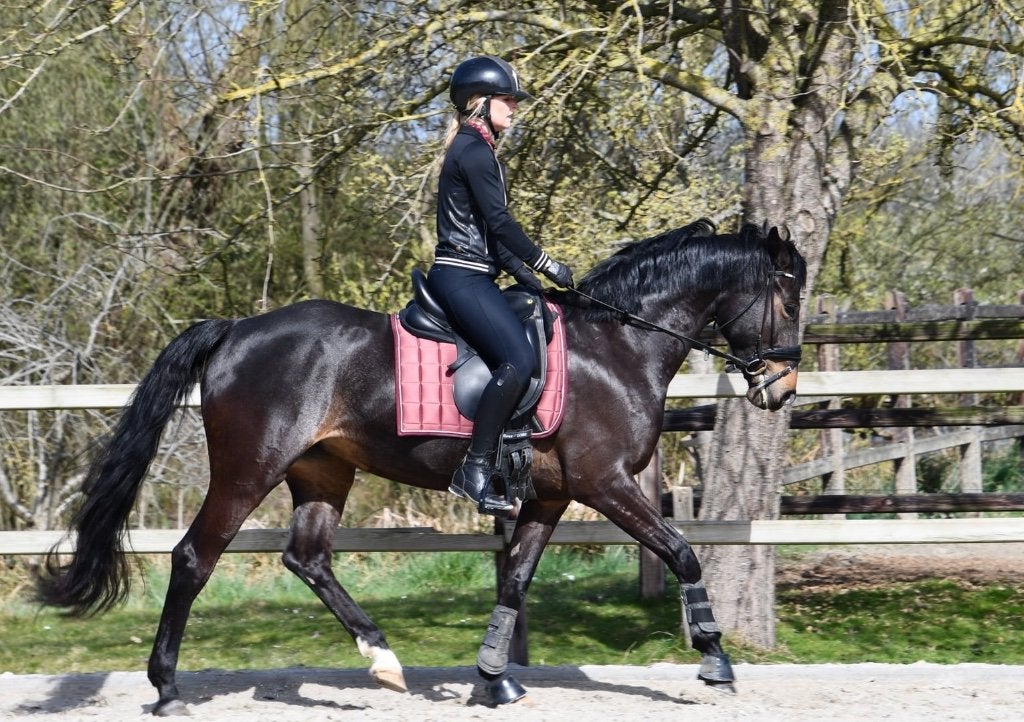 7 jarige spring merrie, Merrie, Springpaard, Zadelmak, 7 tot 10 jaar
