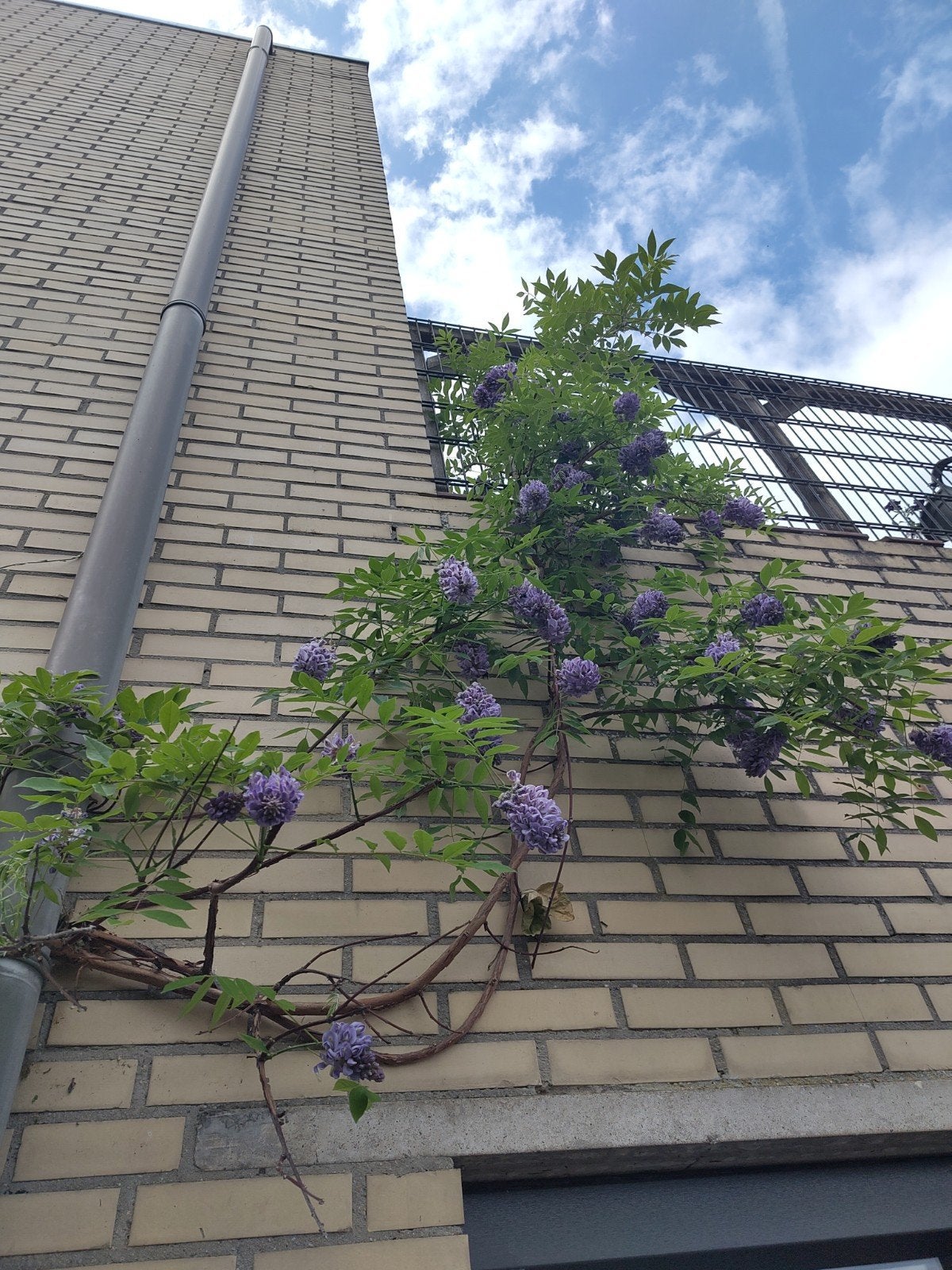 Blauwe regen (Wisteria) - zelf uitgraven, Tuin en Terras, Planten | Tuinplanten, Ophalen, Vaste plant, Klimplanten, Volle zon