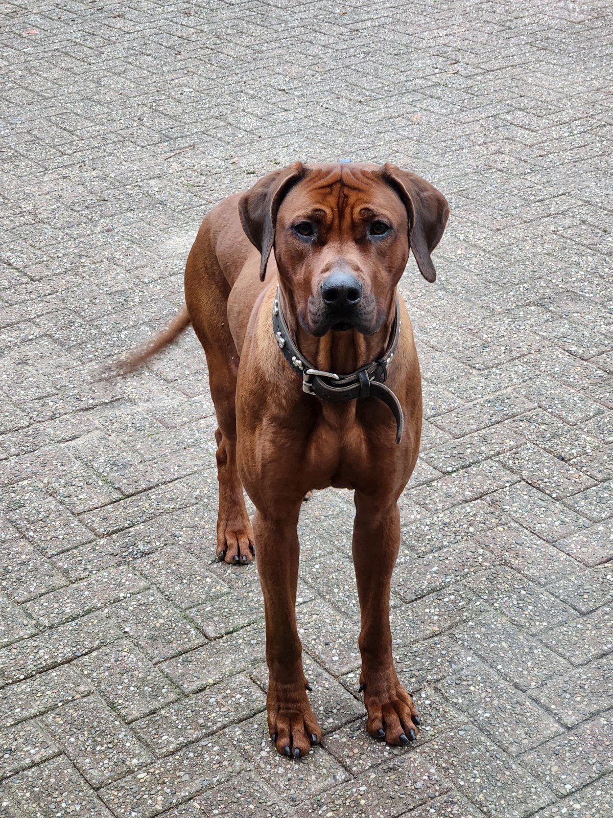 Dekreu Rhodesian Ridgeback, prachtige reu met stamboom R/R, Reu, 1 tot 2 jaar, Parvo, Meerdere
