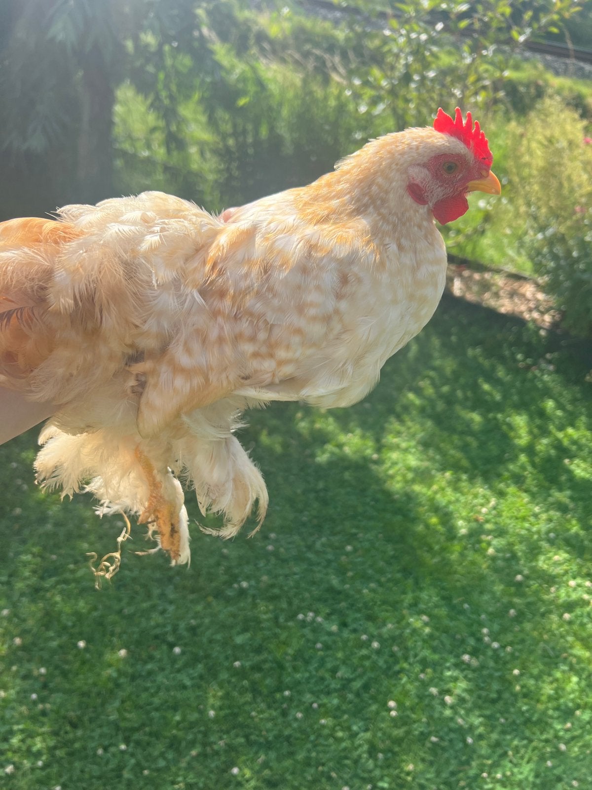 Cochin, Dieren en Toebehoren, Mannelijk, Kip