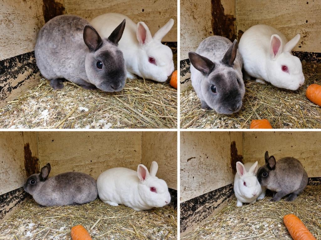 2 voedsters Rexen, Vrouwelijk, Groot