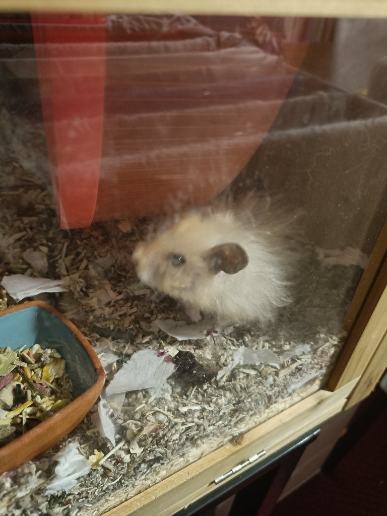 Oppas voor knaagdieren en kleine vogels, April, Meerdere dieren, Overige typen