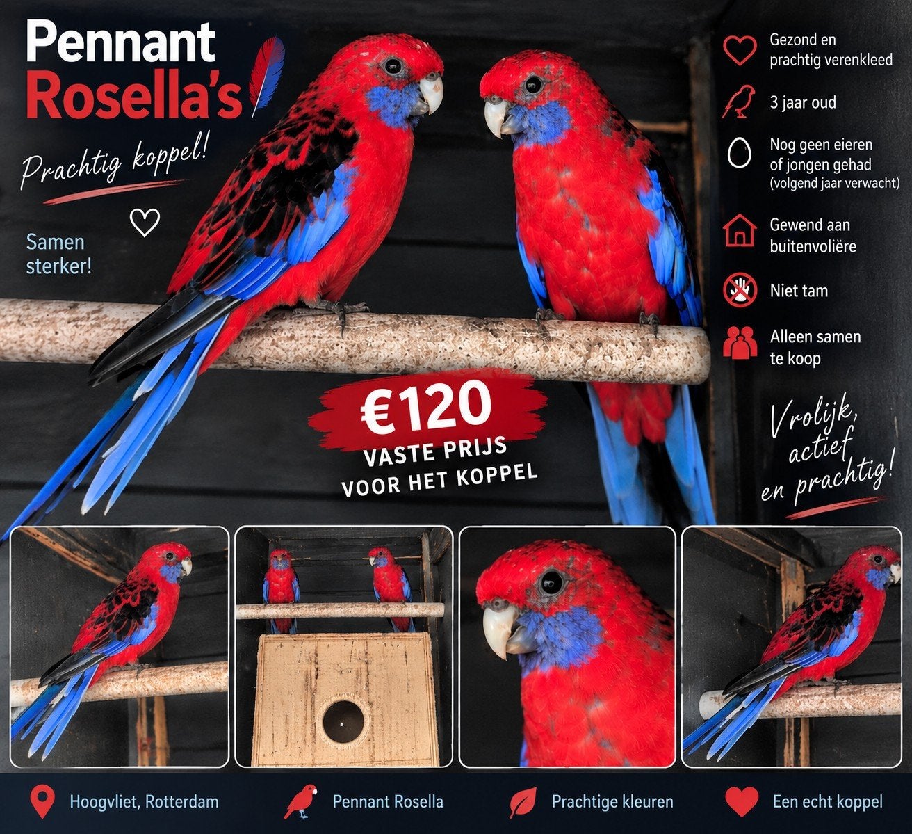 Mooi koppel Pennant Rosella’s – 3 jaar oud, Geslacht onbekend, Papegaai, Geringd