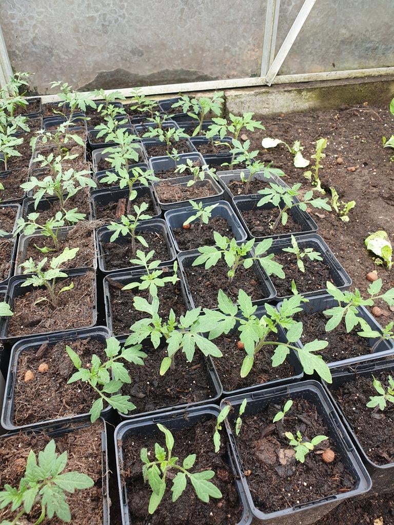 Moneymaker tomatenplantjes - Sterke jonge planten, Ophalen, Volle zon, Groenteplanten, Eenjarig