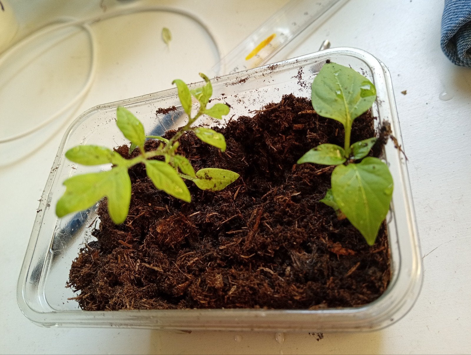 Tomaten- en Paprikaplantjes - Jonge Groenteplanten, Tuin en Terras, Planten | Tuinplanten, Volle zon, Groenteplanten, Eenjarig