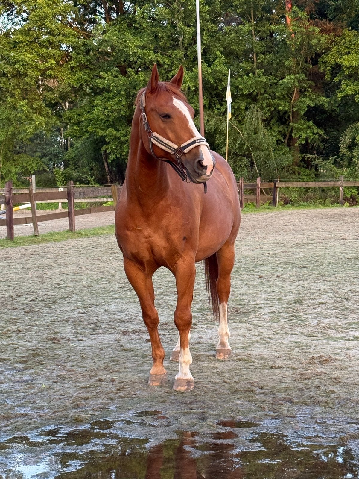 Te koop veelzijde vosruin 13 jaar, Gechipt, B, Ruin, 160 tot 165 cm