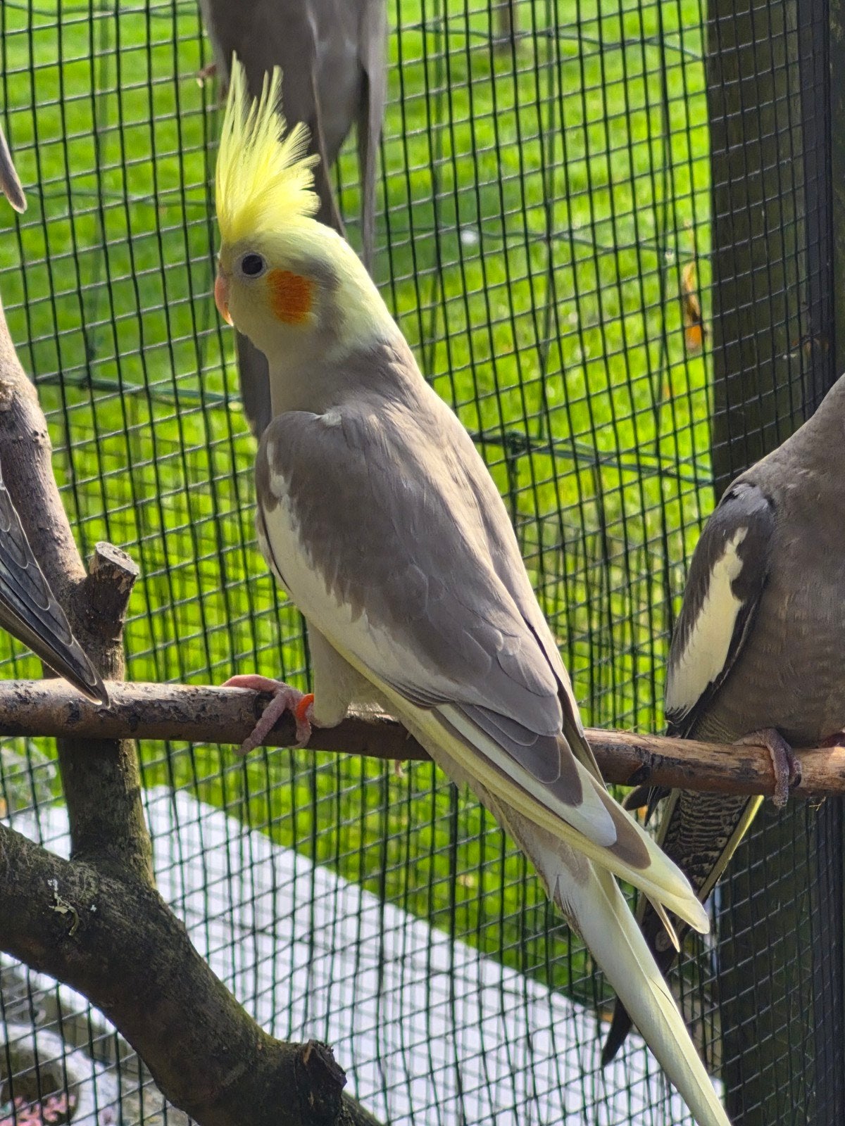jonge valkparkieten 5 cinnamon wild gepareld, Dieren en Toebehoren, Geslacht onbekend, Parkiet, Tam