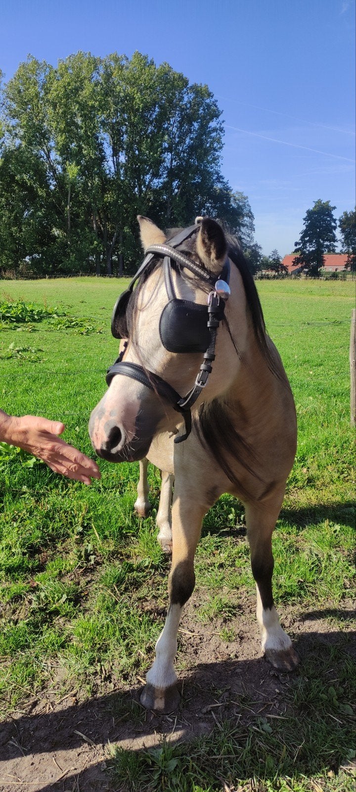 Leren mentuig, Dieren en Toebehoren, Paarden en Pony's | Hoofdstellen en Tuigage, Ophalen, Nieuw