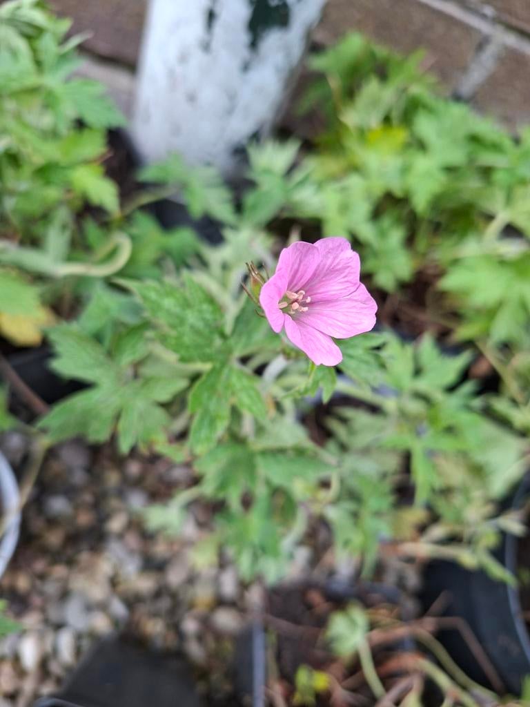 Geraniums bodembedekker, Ophalen, Halfschaduw