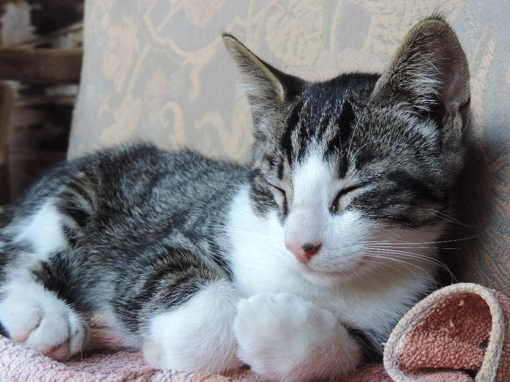 Mooie kittens, gechipt en 2x gevaccineerd, Dieren en Toebehoren, Katten en Kittens | Overige Katten, Meerdere dieren, Kortharig
