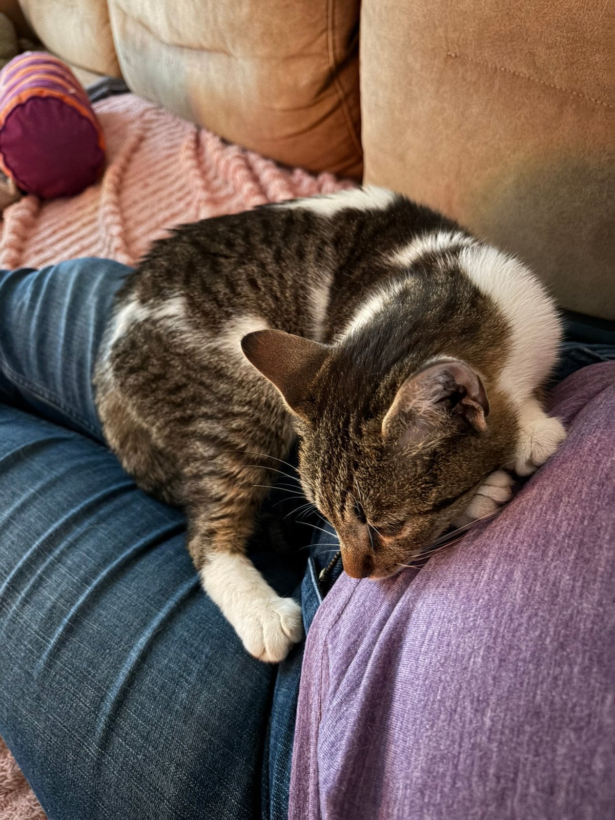 Fiona, poes, 1 jaar gesteriliseerd, Dieren en Toebehoren, Katten en Kittens | Overige Katten, Poes, Kortharig, 0 tot 2 jaar
