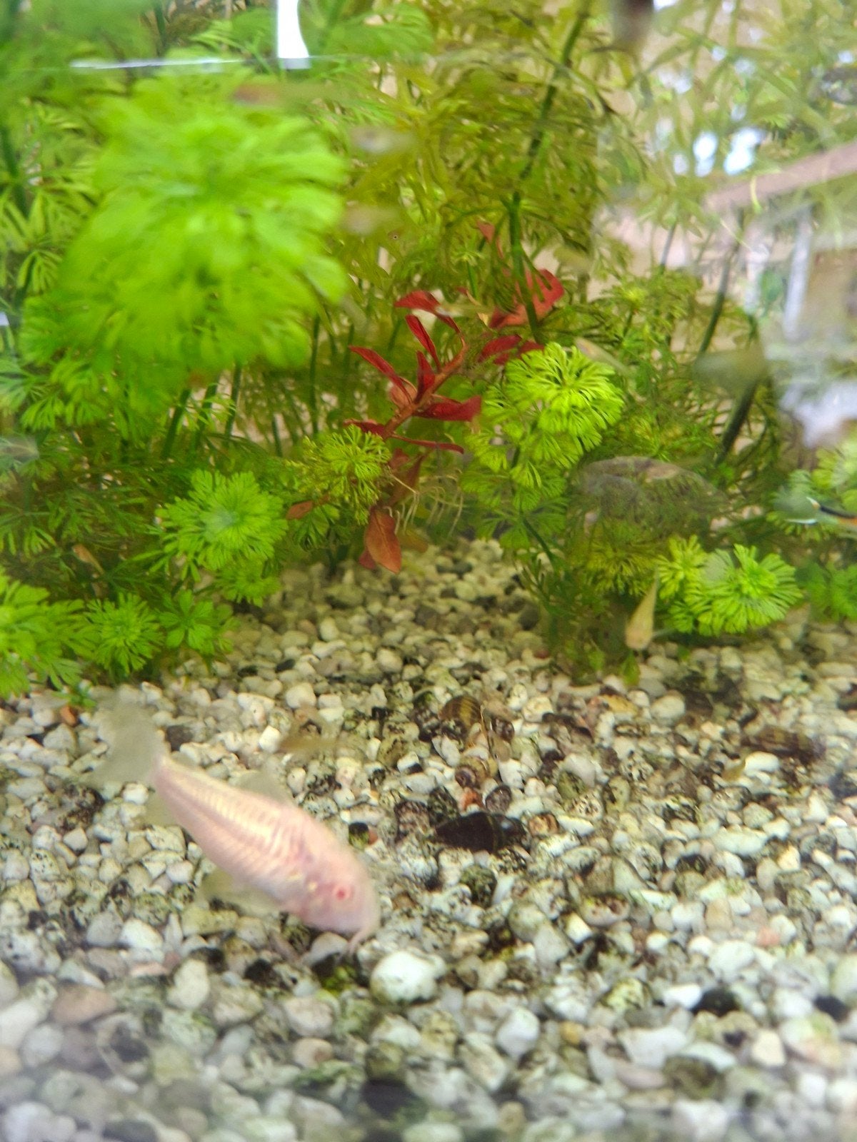 corydoras, Vis