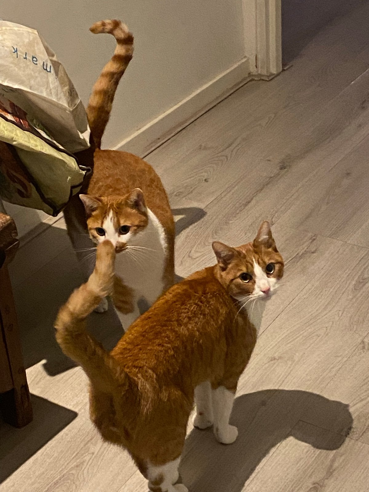 2 broertjes zoeken thuis, Kater