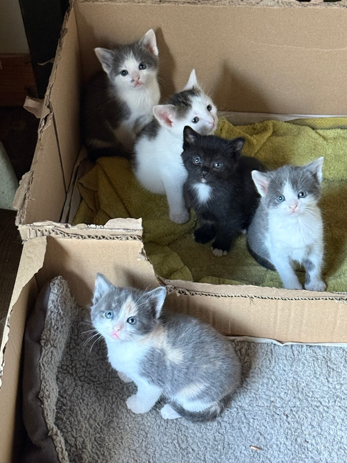 Prachtige kittens zoeken een warm thuis!, Dieren en Toebehoren, Katten en Kittens | Overige Katten, Meerdere dieren