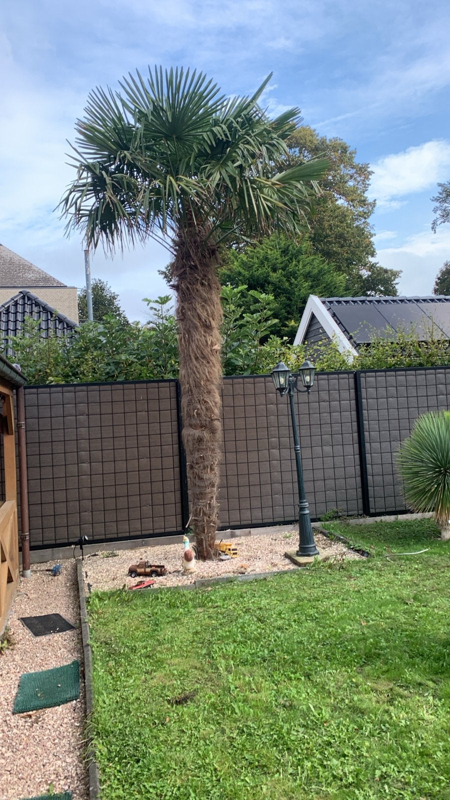 Grote Palmboom - Trachycarpus Fortunei, Bloeit niet, 250 tot 400 cm, Palmboom, Ophalen