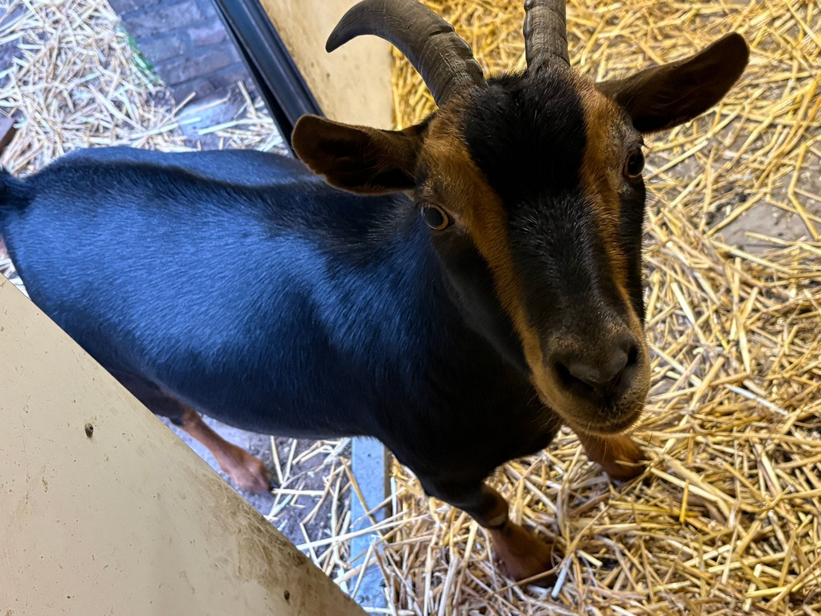 4 geitjes, Dieren en Toebehoren, Vrouwelijk, Geit