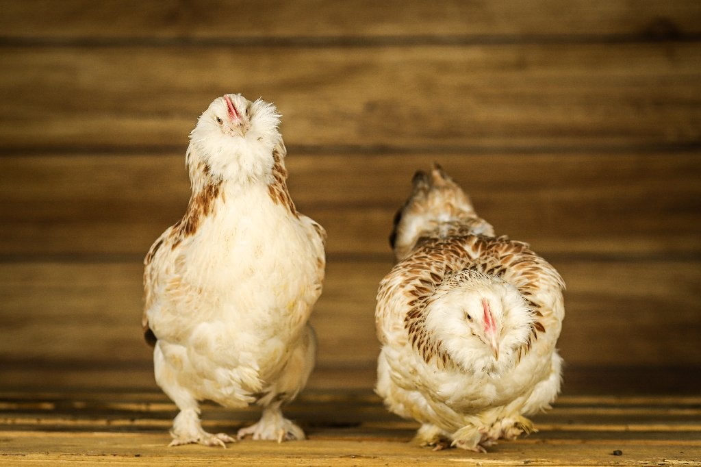 Faverolle groot | Rustige kippen | Vertrouwelijke kippen, Dieren en Toebehoren, Meerdere dieren, Kip