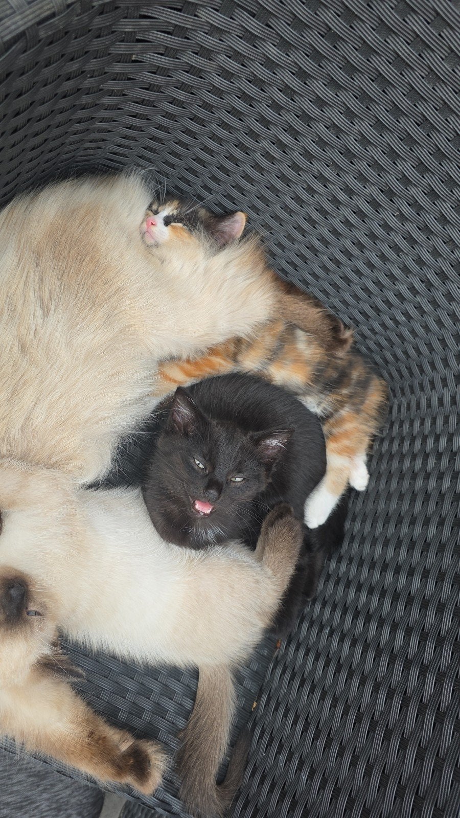 Lieve schattige kittens (Ragdoll x British Shorthair mix), Meerdere dieren