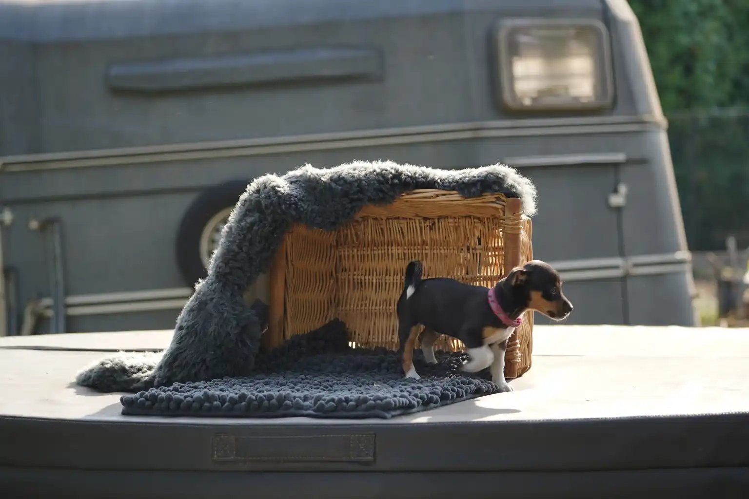 Huiskamernestje Jack Russell 9 weken, Parvo, Jack Russell Terriër, 8 tot 15 weken, Meerdere