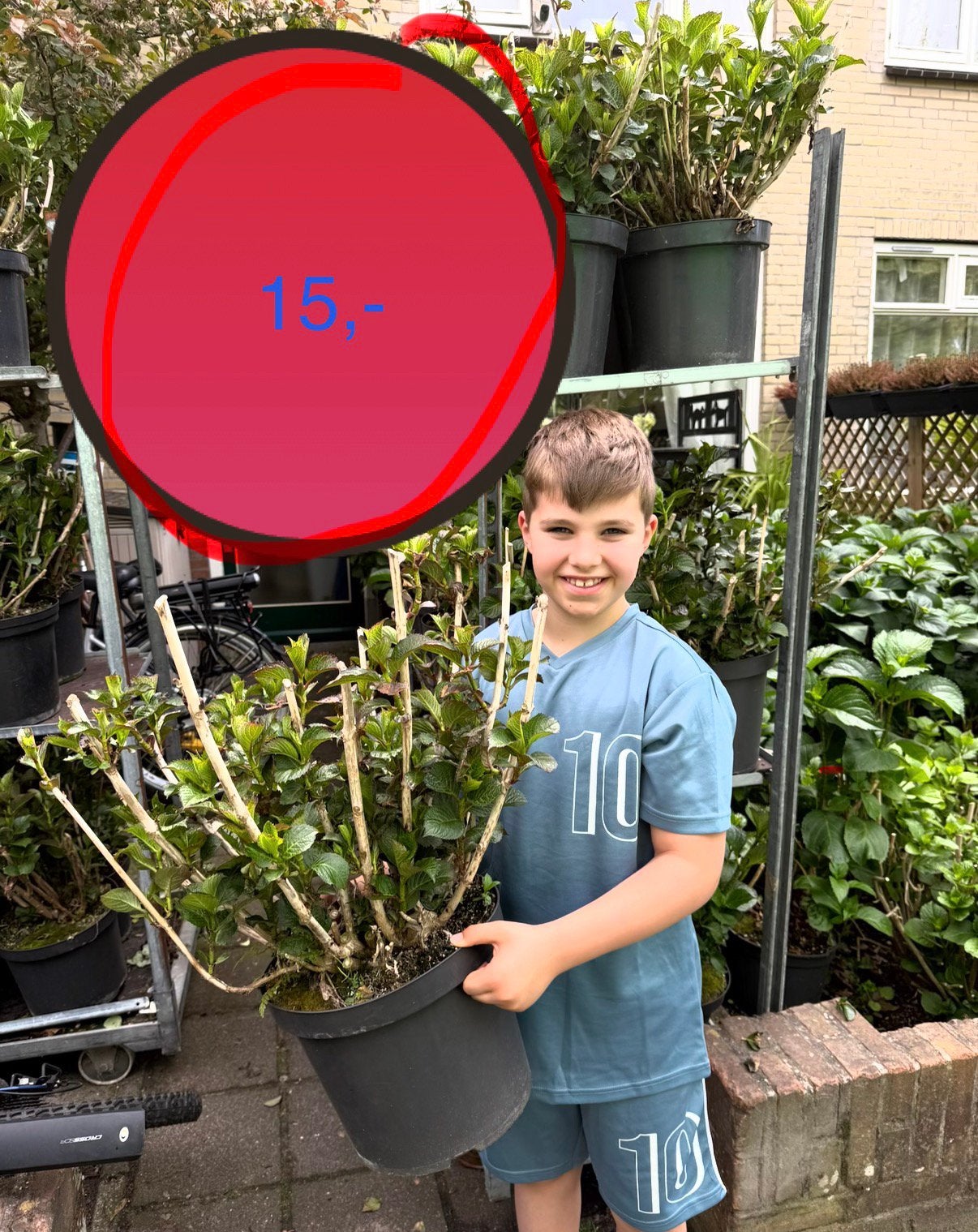 Roze Hortesia XXL OP=OP DE LAATSTE!! 15,-, Tuin en Terras, Planten | Tuinplanten, Vaste plant, Halfschaduw, Zomer, Ophalen