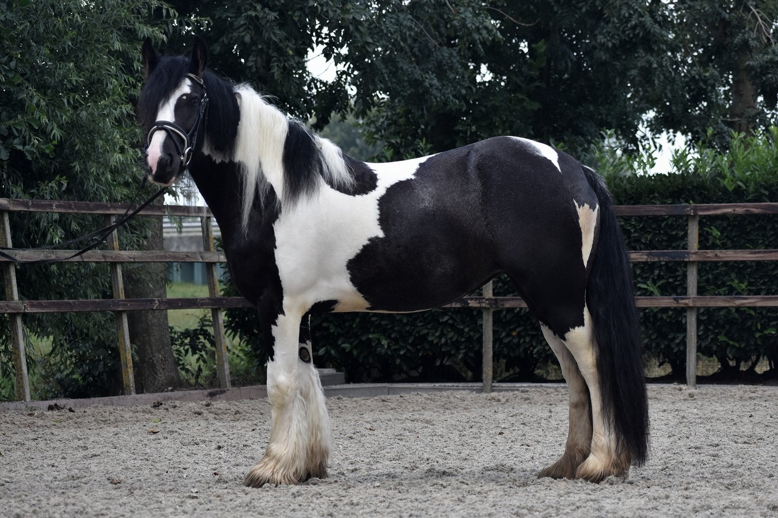 ## SUPER LEUKE EN TOP BRAVE GROTE TINKER ##, Dieren en Toebehoren, B, Gechipt, 3 tot 6 jaar, Recreatiepony