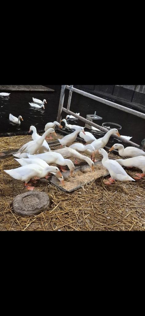 Indische loopeend Vrouwtjes, Dieren en Toebehoren, Pluimvee, Eend, Vrouwelijk