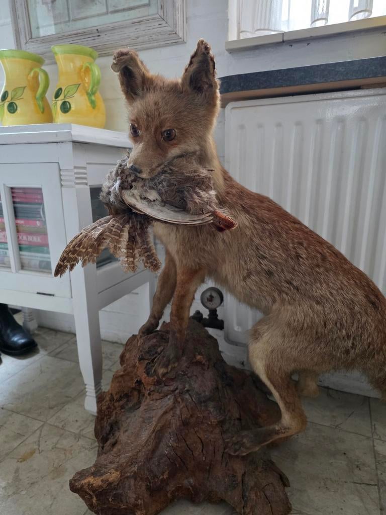 Oude opgezette vos met prooi - Moet nieuwe Staart aan, Ophalen, Gebruikt, Wild dier, Opgezet dier